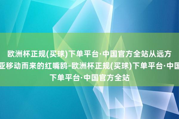 欧洲杯正规(买球)下单平台·中国官方全站从远方的西伯利亚移动而来的红嘴鸥-欧洲杯正规(买球)下单平台·中国官方全站